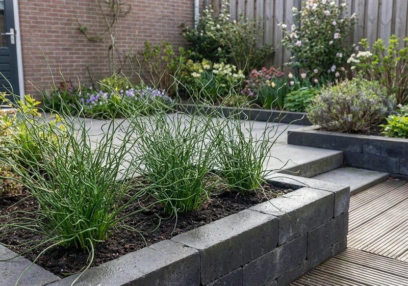 Kurkentrekkersgras (Juncus 'Spiralis')