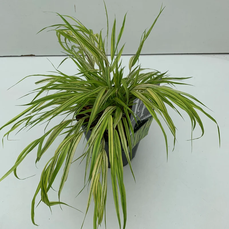 Japans berggras (Hakonechloa macra 'Aureola')