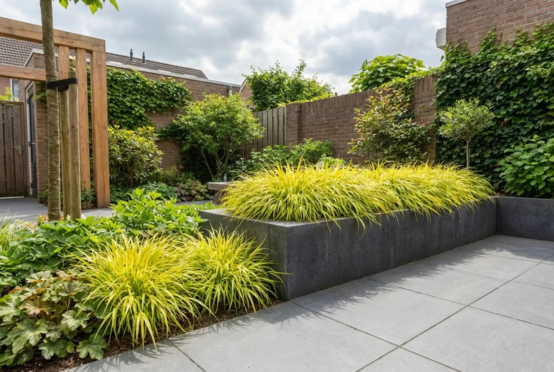 Japans berggras (Hakonechloa macra 'Allgold')