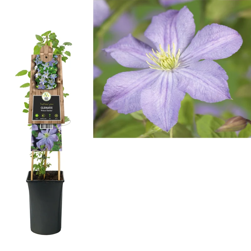 Kletterpflanze Clematis Prince Charles (Kissen)