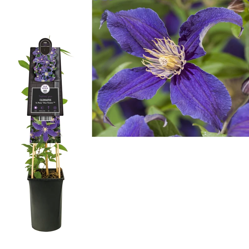 Kletterpflanze Clematis So Many® Blue Flowers PBR (Bosrank)