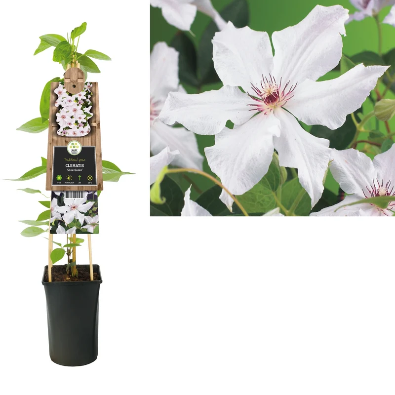 Kletterpflanze Clematis Snow Queen (Cowberry)