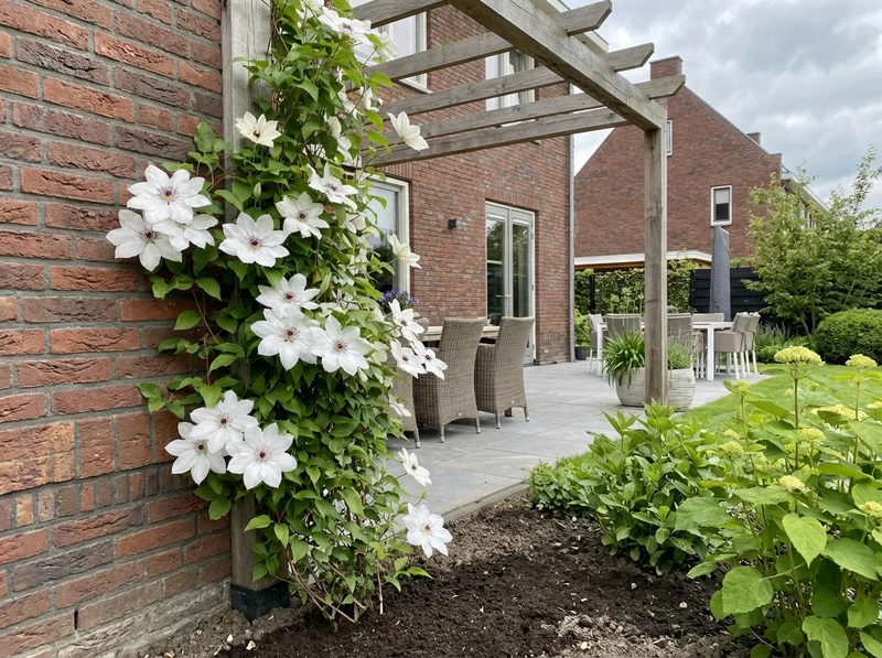Kletterpflanze Clematis Snow Queen (Cowberry)