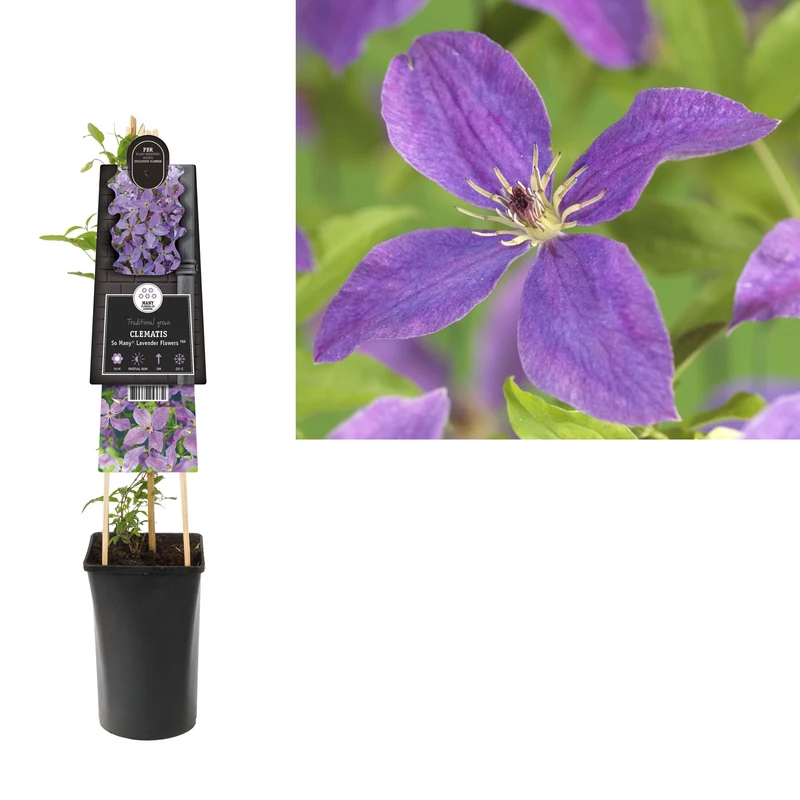 Kletterpflanze Clematis So Many® Lavendelblüten PBR (Bosrank)