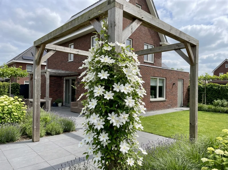 Kletterpflanze Clematis So Many® White Flowers PBR (Bosrank)