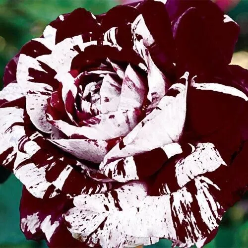 Red and White Rose Seeds – Stunning Bi-Color Blooms – Non-GMO