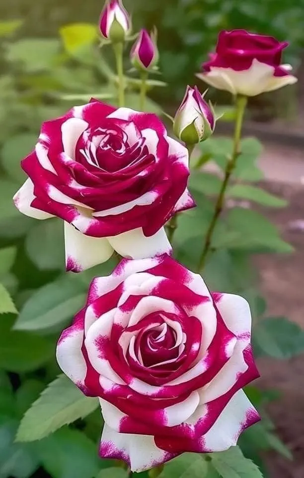 Red and White Rose Seeds – Stunning Bi-Color Blooms – Non-GMO