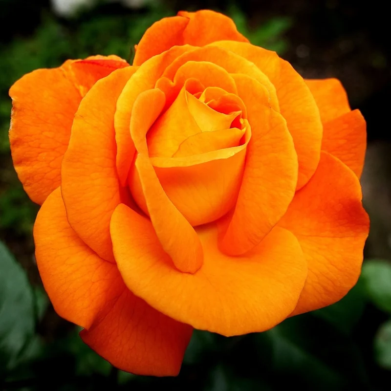 Orange Rose Flower Seeds , Vibrant Sunset Blooms, Easy to Grow, Non-GMO