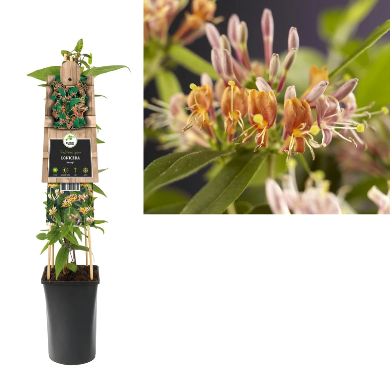 Immergrüne Kletterpflanze Lonicera henryi (Geißblatt)