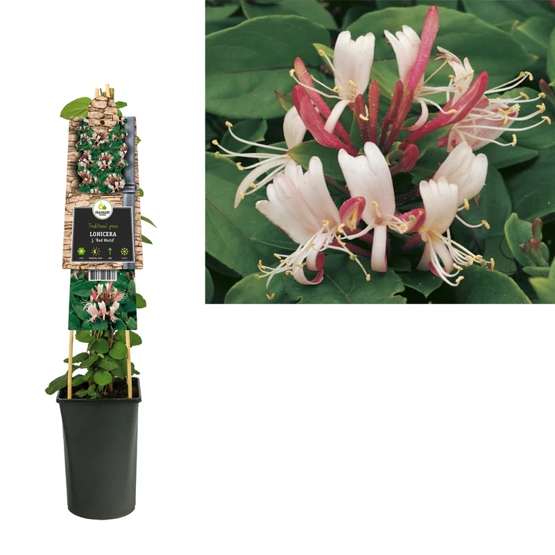 Kletterpflanze Lonicera j. Red World (Geißblatt)