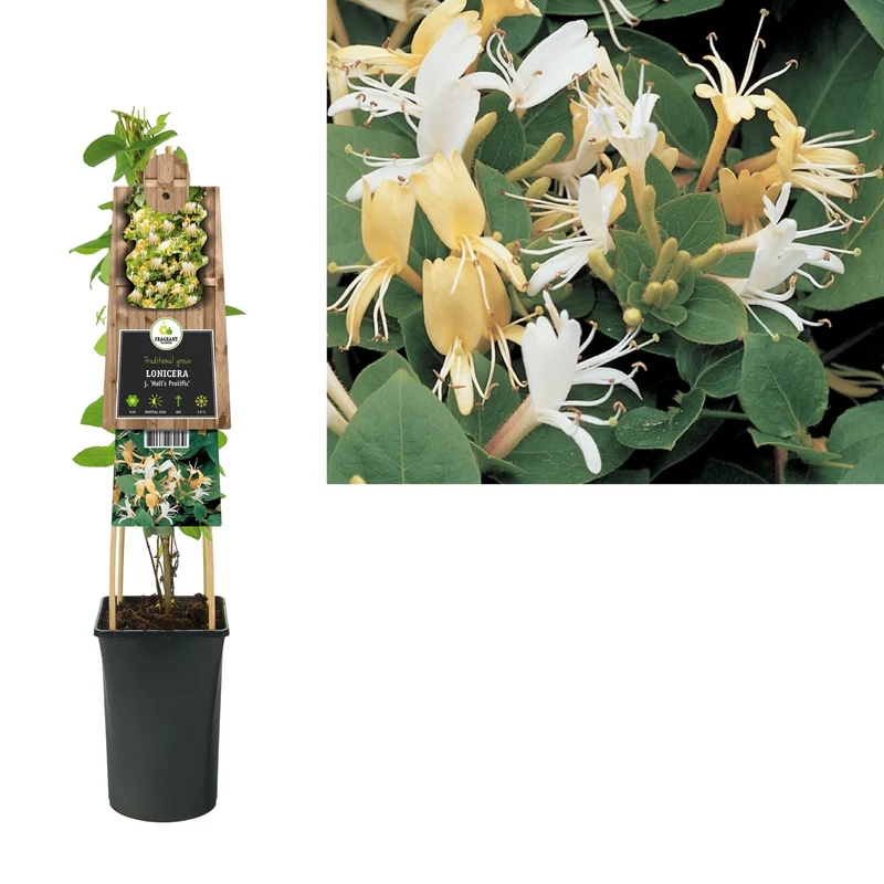 Kletterpflanze Lonicera j. Hall s Prolific (Geißblatt)