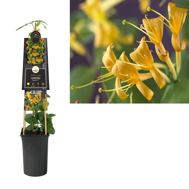 Kletterpflanze Lonicera Mandarin PBR (Geißblatt)