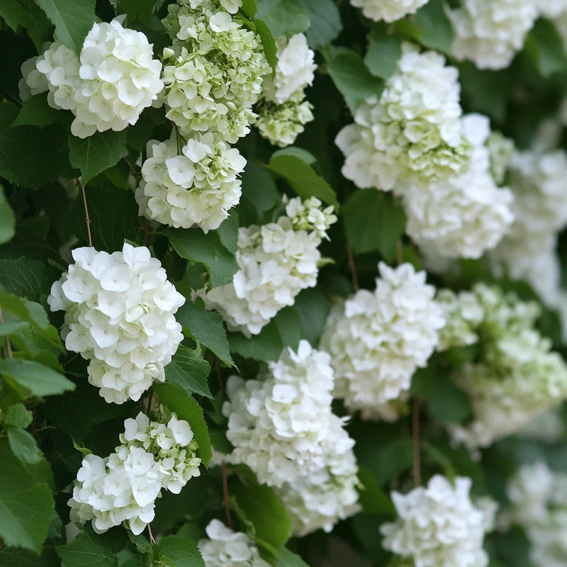 Climbing Hydrangea Seeds – Self-Clinging Vine with Lush Foliage & Showy White Blooms