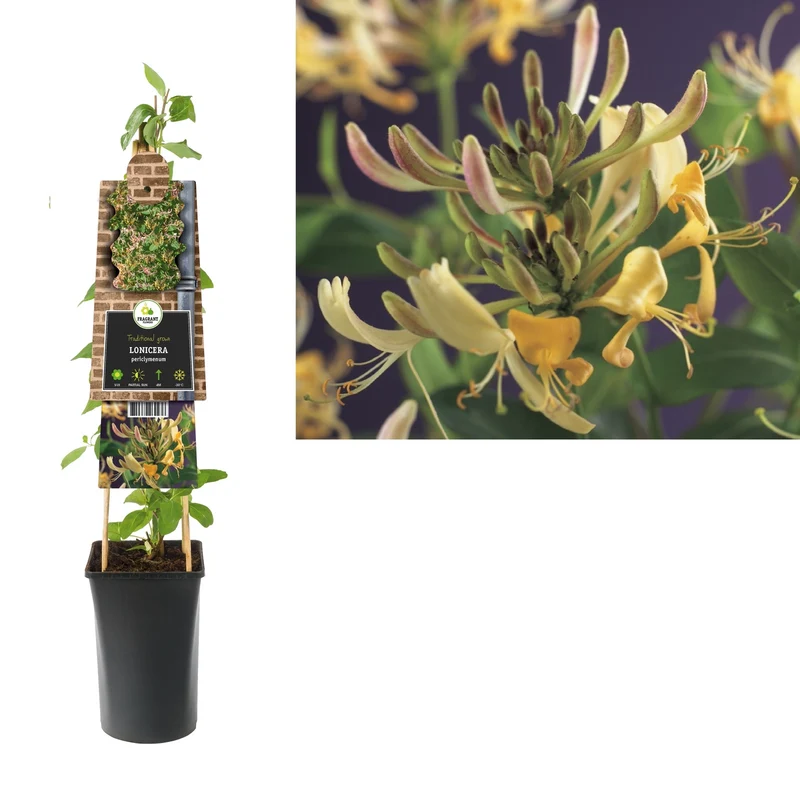 Kletterpflanze Lonicera periclymenum (Geißblatt)