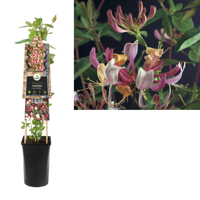 Kletterpflanze Lonicera per. Serotina (Geißblatt)