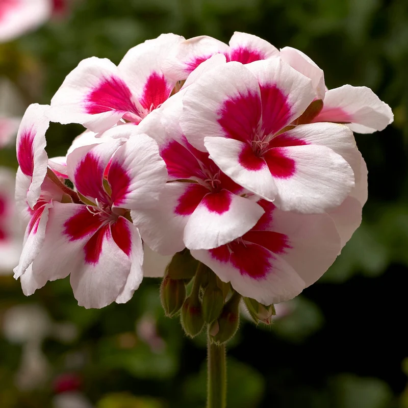 Red & White Geranium Flower Seeds ,Stunning Bi-Color Blooms, Non-GMO