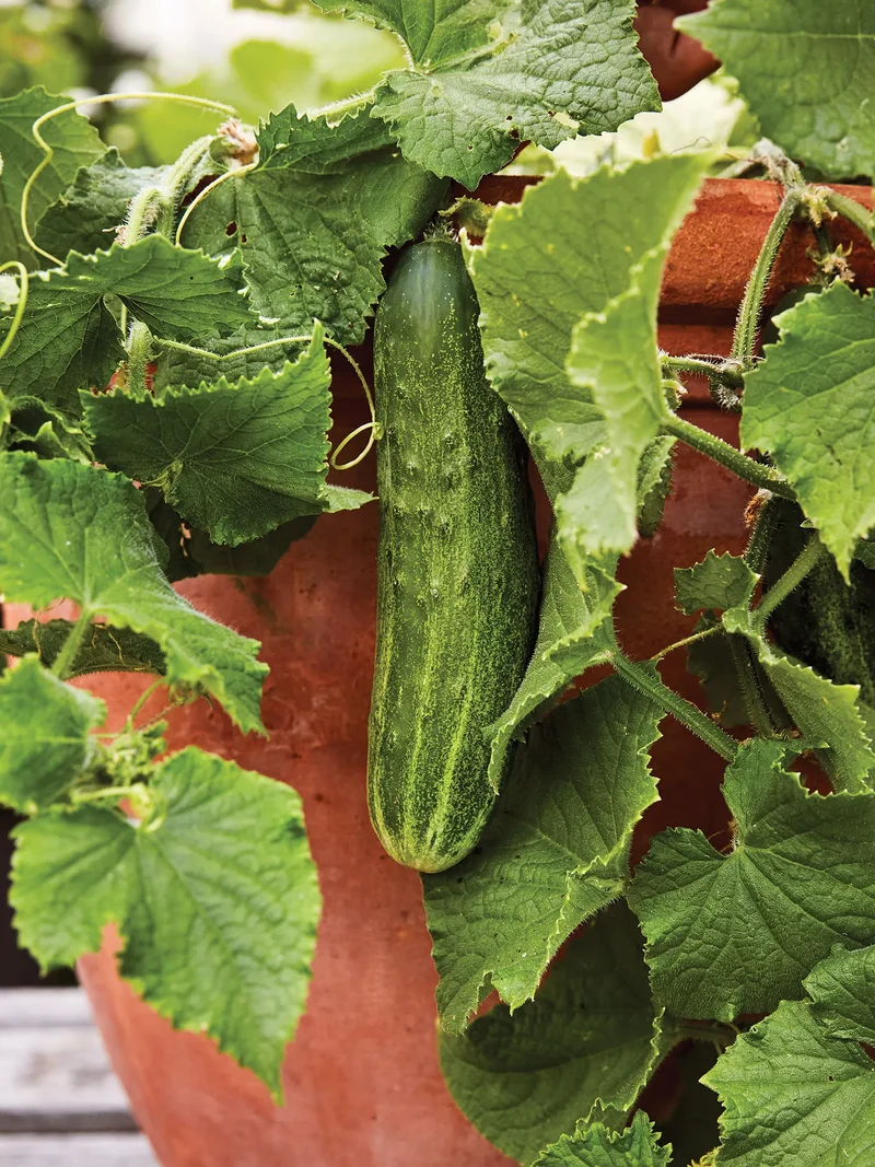Bush Champion Cucumber Seeds – Compact, High-Yield, Heirloom Variety