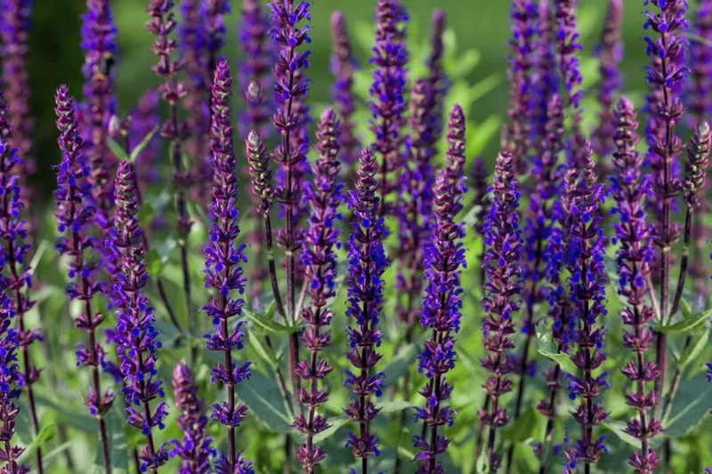 Compact Variety with Deep Purple Blooms