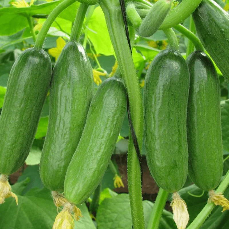 Green Fingers Cucumber Seeds – High-Yield, Crisp & Delicious