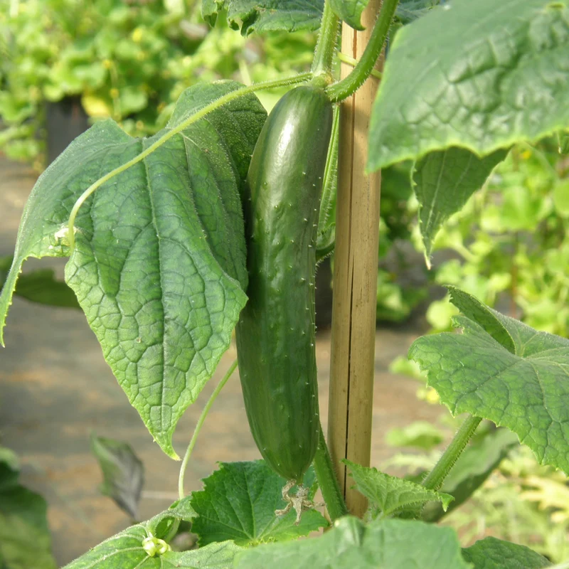 Green Fingers Cucumber Seeds – High-Yield, Crisp & Delicious