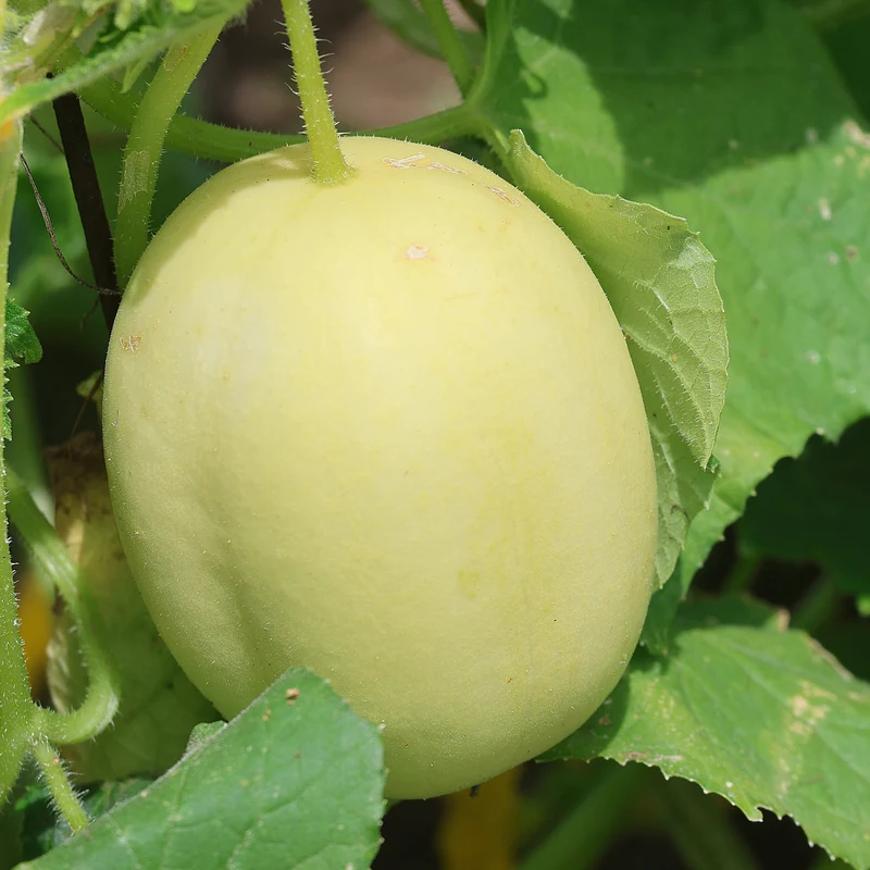 Dragon’s Egg Cucumber Seeds – Heirloom, Rare White Cucumber for Unique Harvests