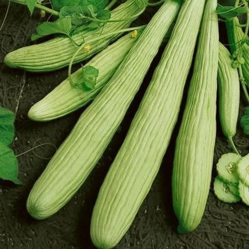 Armenian Cucumber Seeds (Cucumis melo) – Heirloom, Crisp & Sweet - Grow Your Own Cucumbers