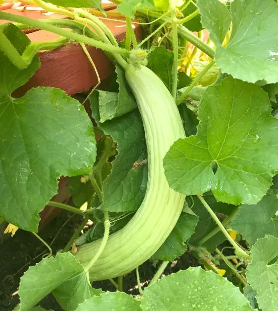 Armenian Cucumber Seeds (Cucumis melo) – Heirloom, Crisp & Sweet - Grow Your Own Cucumbers