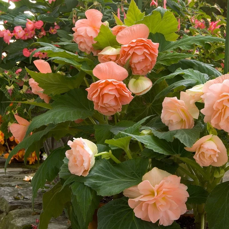 Apricot Begonia Flower Seeds ,Warm Peachy Blooms, Easy to Grow, Non-GMO