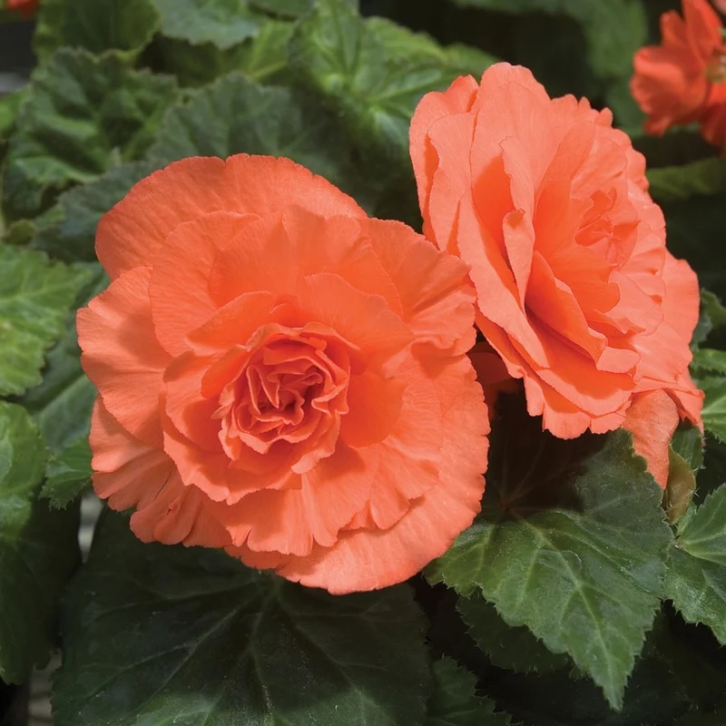 Salmon Begonia Flower Seeds ,Soft Peachy Blooms, Easy to Grow, Non-GMO