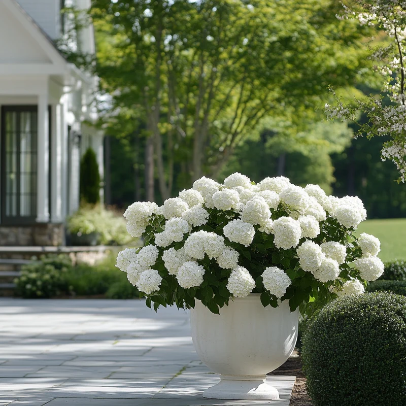 Pure White Bloom Seeds – Abundant Flowering Variety for a Classic Garden Look