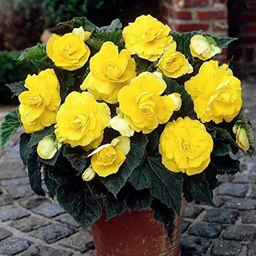 Yellow Begonia Seeds – Radiant Blooms, Easy to Grow, Non-GMO