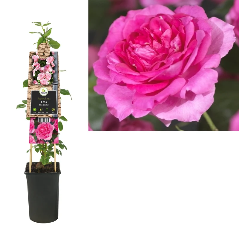 Kletterrose Rosa Pink Climber (Kletterrose)