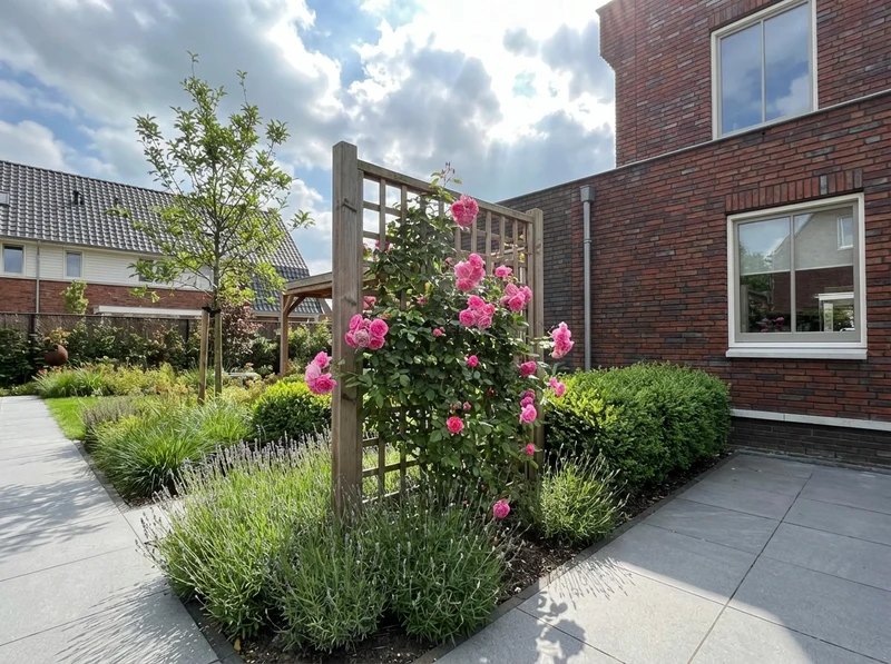Kletterrose Rosa Pink Climber (Kletterrose)