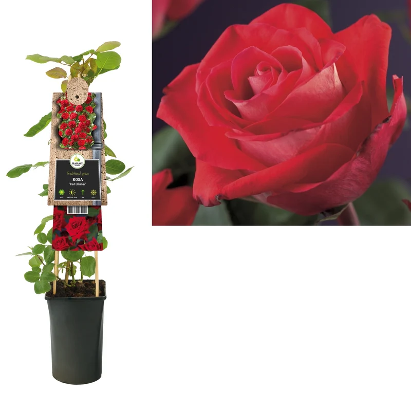 Kletterrose Rosa Red Climber (Kletterrose)