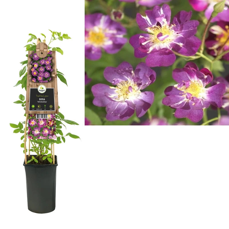 Kletterrose Rosa Veilchenblau
