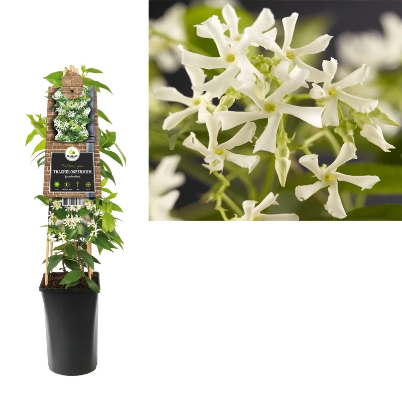 Kletterpflanze Trachelospermum jasminoides (Toskanischer Jasmin)