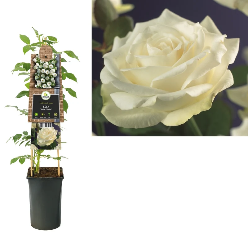 Kletterrose Rosa White Climber (Kletterrose)