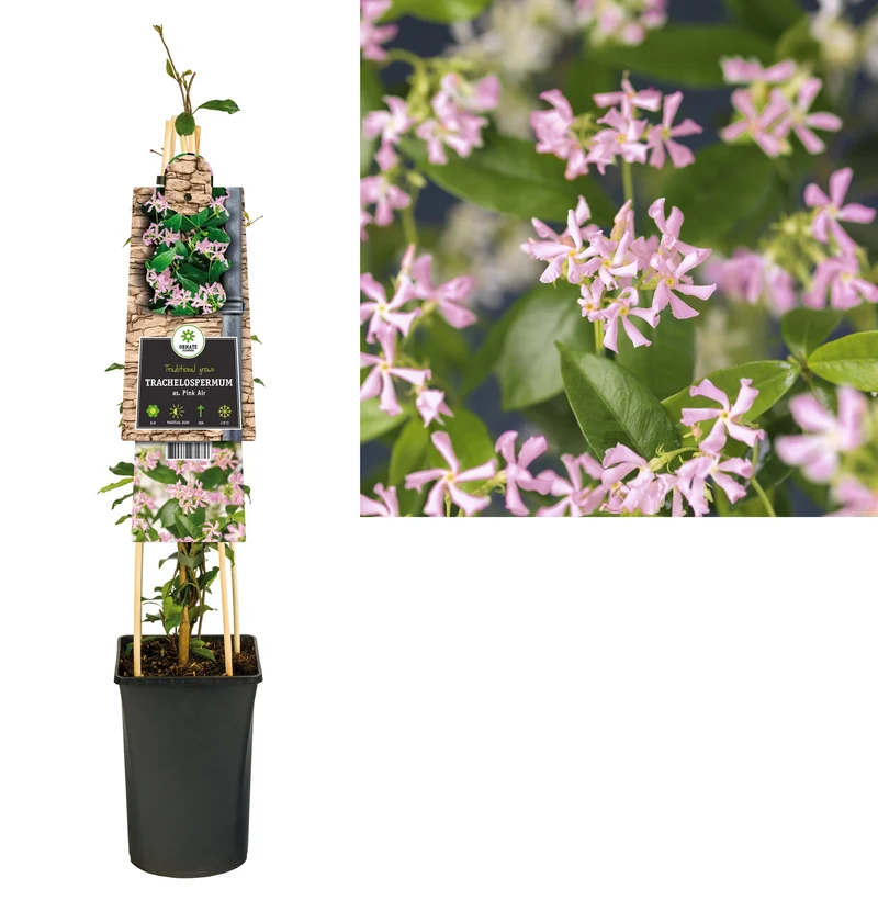 Kletterpflanze Trachelospermum as. Pink Air (Toskanischer Jasmin)