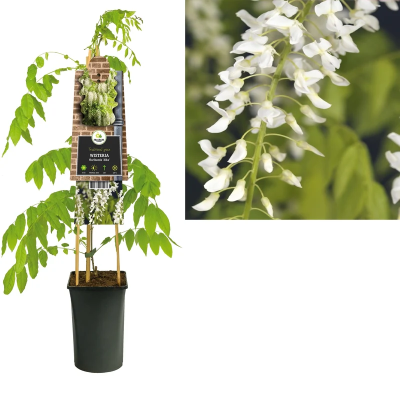 Kletterpflanze Wisteria floribunda Alba (Glyzinie)