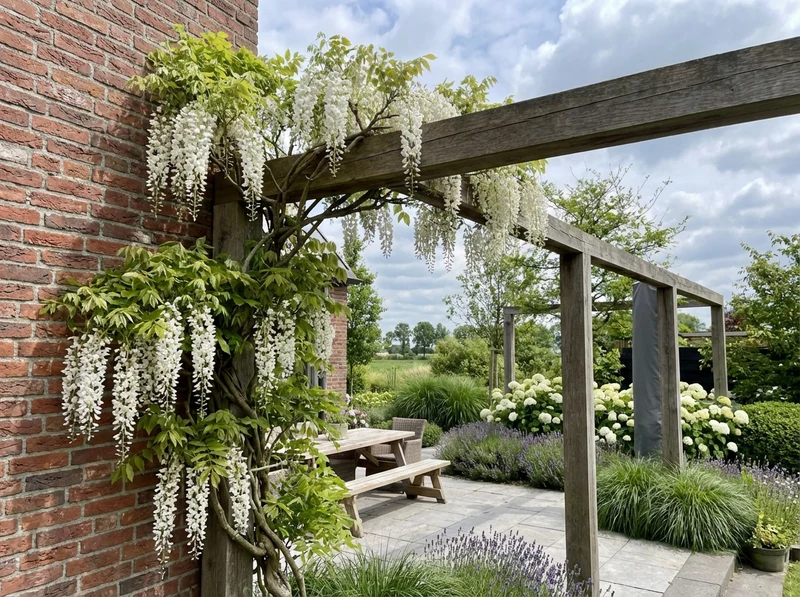 Kletterpflanze Wisteria floribunda Alba (Glyzinie)