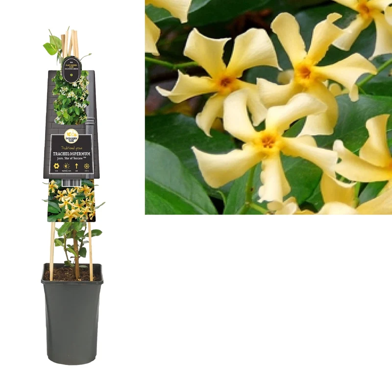 Kletterpflanze Trachelospermum jasm. Stern der Toskana PBR (Toskanischer Jasmin)