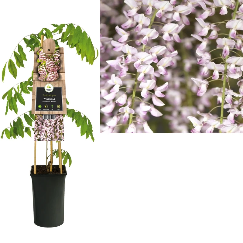 Kletterpflanze Wisteria floribunda Rosea (Glyzinie)