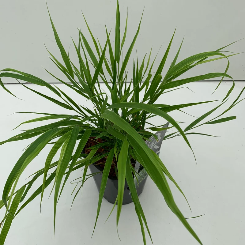 Japans berggras (Hakonechloa macra )