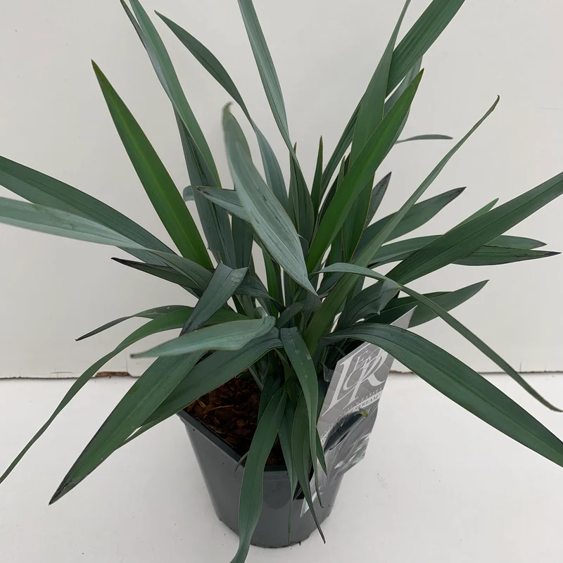 Dianella (Dianella 'Blue Stream')