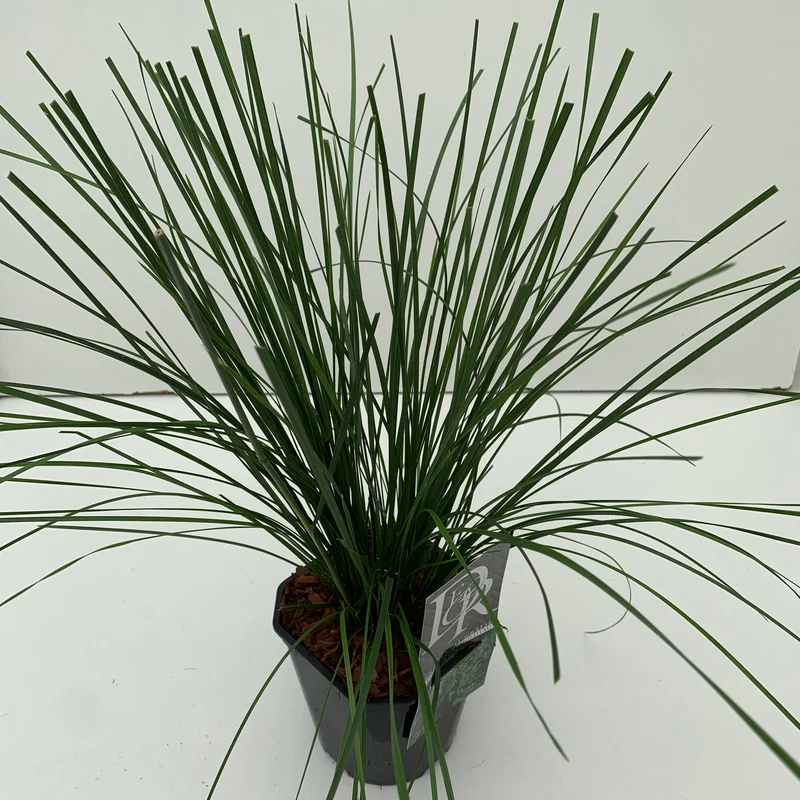 Smele (Deschampsia 'Goldtau')