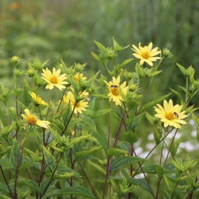 Stauden-Sonnenblume 'Lemon Queen' Gelb