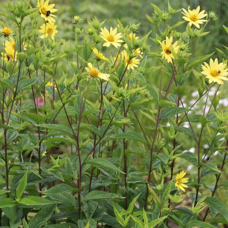 Stauden-Sonnenblume 'Lemon Queen' Gelb