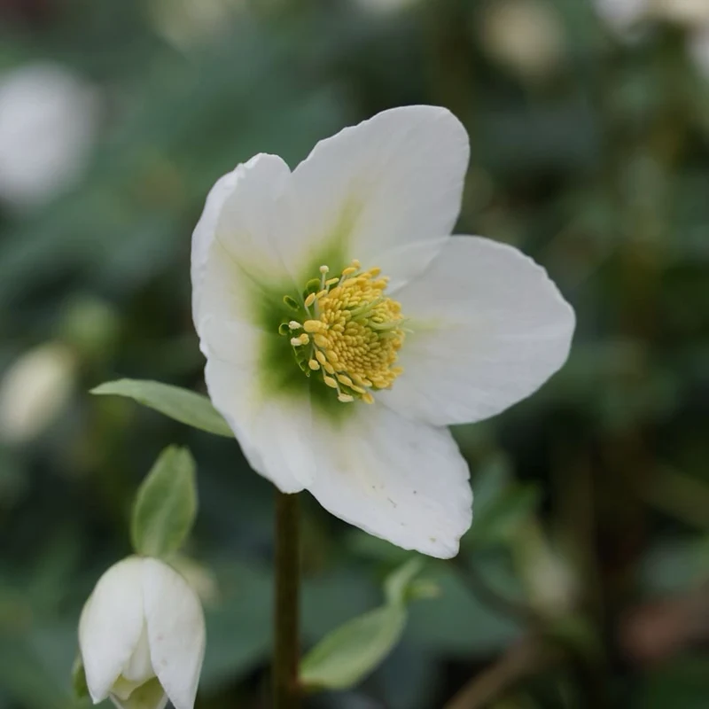 Christrose Weiß