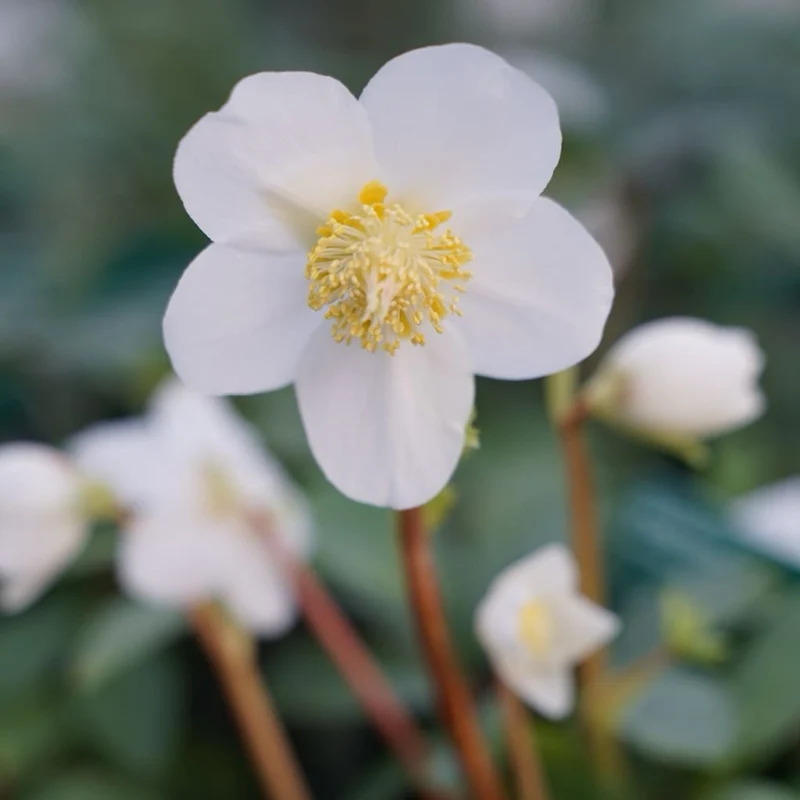Christrose Weiß