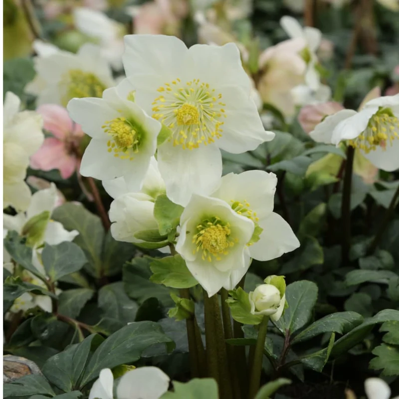 Christrose Weiß